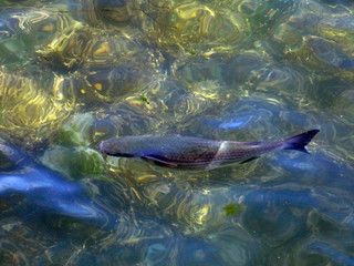 Fototapeta premium Peces en al agua