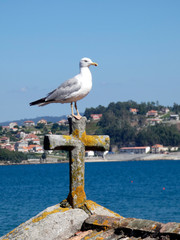 Gaviotas junto al mar en Galicia