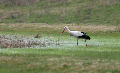Obraz na płótnie Canvas Birds - White Stork (Ciconia ciconia) in spring meadow