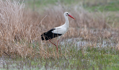 Birds - White Stork (Ciconia ciconia) in spring meadow