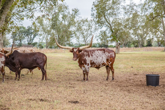 Beautiful brown and white Texas Longhorns in nature background