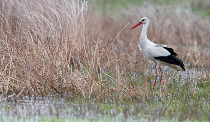 Birds - White Stork (Ciconia ciconia) in spring meadow