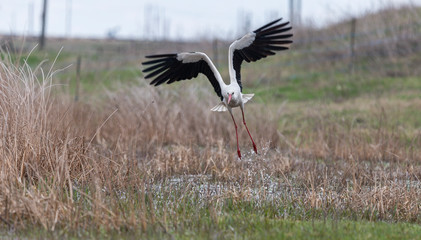 Birds - White Stork (Ciconia ciconia) in spring meadow