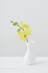 yellow orchids in vase on white background