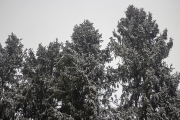 Trees in the winter. Spruce forest.