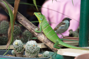 Green lizard and small brown bird, cactus.