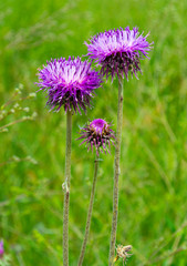 Flowering creeping thistle. Milk Thistle plant herbal remedy