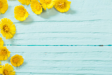 spring yellow flowers on wooden background
