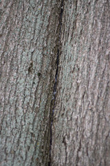 Texture of tree bark.