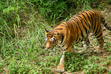 Tiger in the forest, Tiger walking closeup