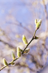 Beautiful willow branch in sunlight on a blue sky background.