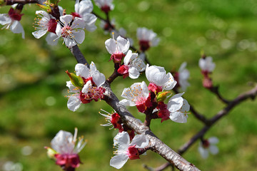Marillenblüte in der Wachau