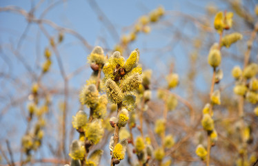 sprig of willow and bee
