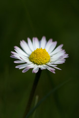 Obraz premium pâquerette