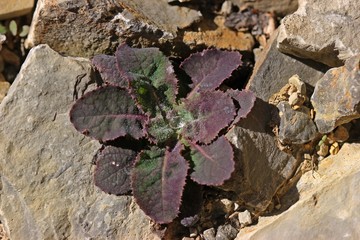 Rosette der Gewöhnlichen Gänsedistel (Sonchus oleraceus) mit Tautropfen