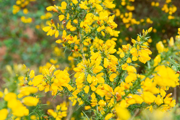 Yellow Gorse Flowers
