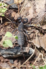 Geiselskorpion