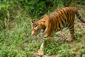 Tiger in the forest, Tiger walking closeup