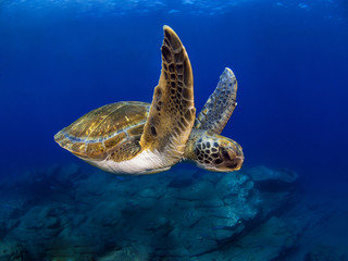 Wide angle shoot of a green turtle in the blue water of Tenerife (Canary Island) © A. Martin UWphoto