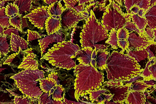 Coleus ( Solenostemon) dark red and black leaves decorative background close up