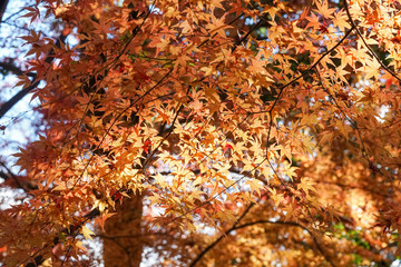 日本楓の紅葉風景