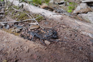 Geiselskorpion