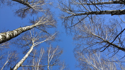 Birch view from below