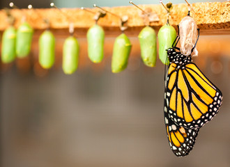 Newborn butterfly and the green cocoons on the blurred background