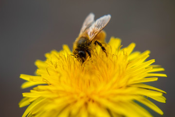 abeille