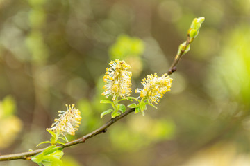yellow flowers