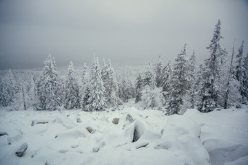 Winter forest of Southern Ural