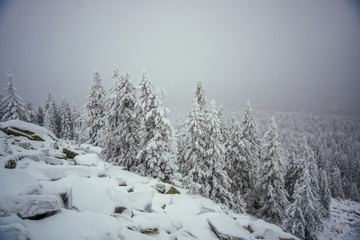 Winter forest of Southern Ural