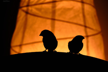 Libertad entre cuatro paredes