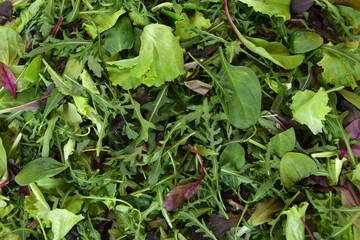 different greens mix salad background closeup