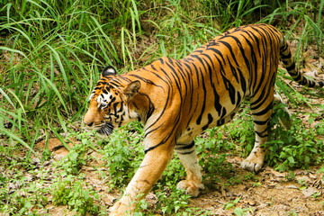 Fototapeta na wymiar Tiger in the forest, Tiger walking closeup