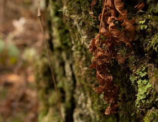 Macro of red on green