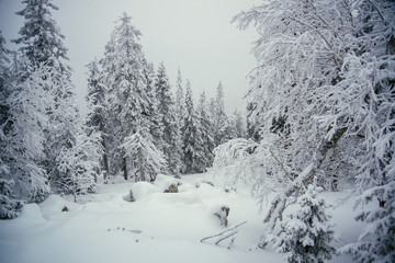 Winter forest of Southern Ural
