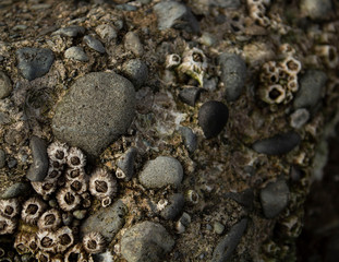Barnacles and rocks on beach