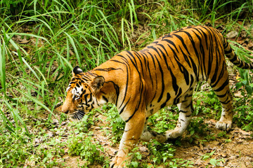 Tiger in the forest, Tiger walking closeup