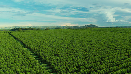 Fototapeta na wymiar Aerial image of coffee plantation in Brazil, at sunset time