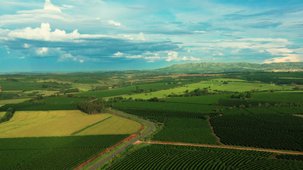 Aerial image of coffee plantation in Brazil, at sunset time