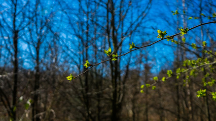 Branch of a tree in spring with green buds