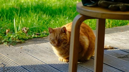Domestic ginger cat sitting in the sun