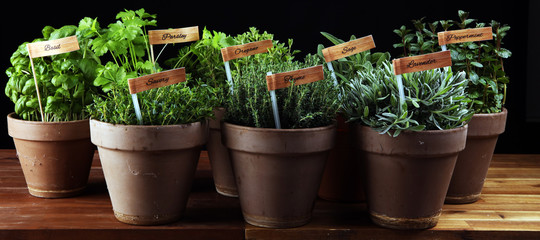 Homegrown and aromatic herbs in old clay pots. Set of culinary herbs. Green growing sage, oregano, thyme, savory, mint and oregano with lavender with labels - obrazy, fototapety, plakaty