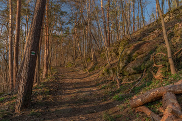 Slope path in nice winter forest in sunset time