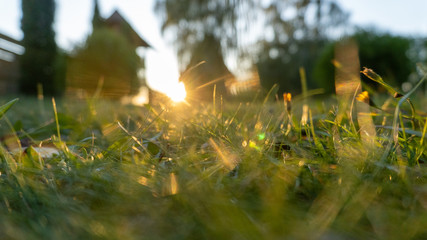 A blurry sunset with grass and farmstead house on the background, Belarus.