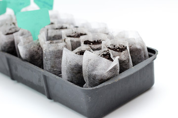 White woven fabric bags with soil in a black plastic container against white background. Isolated home sprouting seedlings process in the ground. Name plates in the dirt.