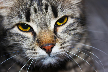 .That feeling when you understand that the owner is hiding another tasty treat from you.