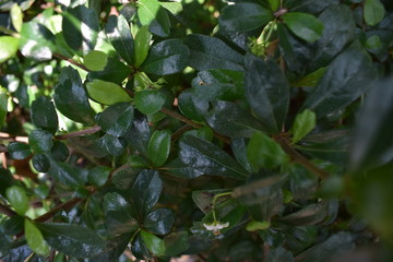 green leaves of a tree