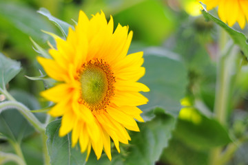 Beautiful sunflower (helianthus annuus) with a nice yellow blossom the background consist of several leaves from other sunflowers